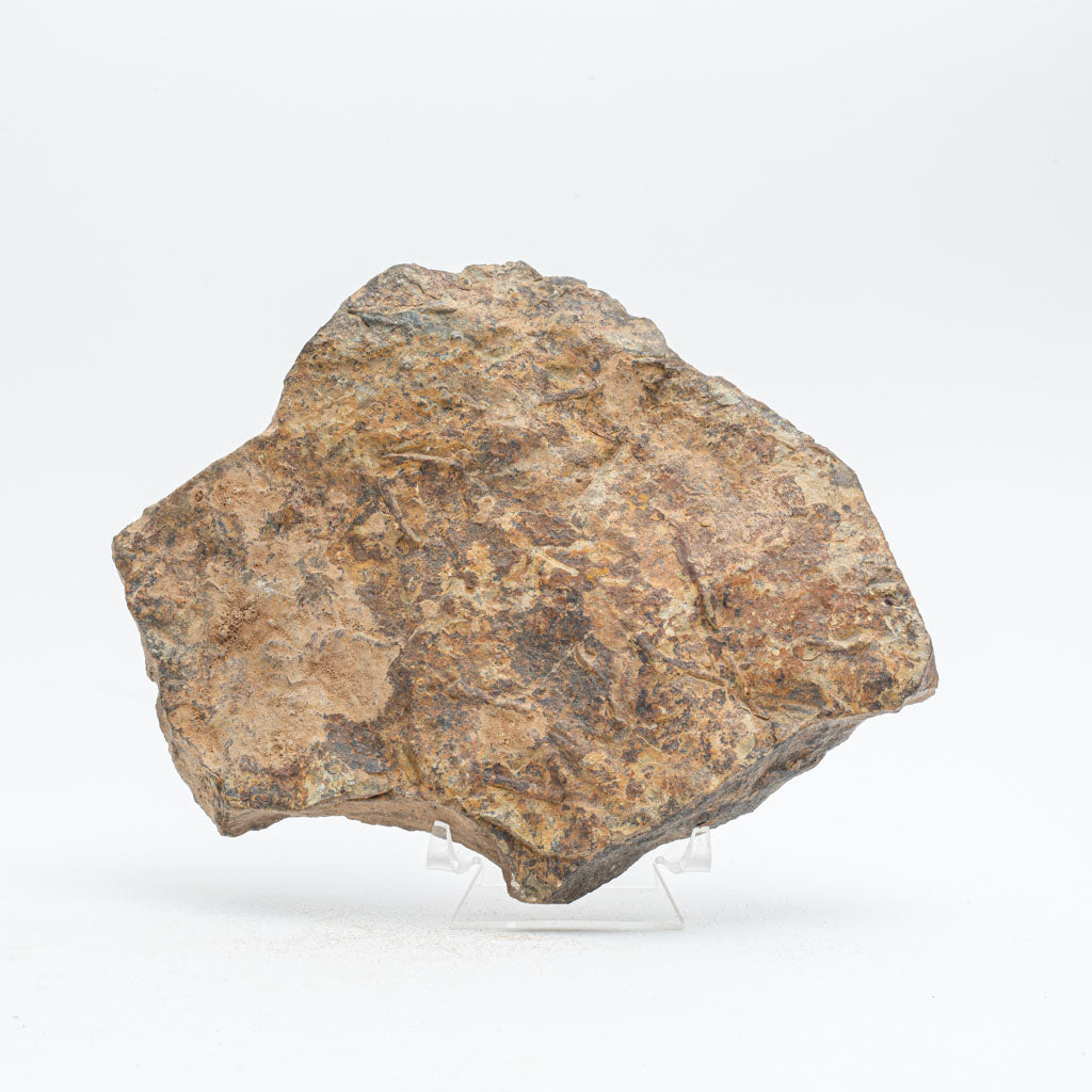 Genuine Ophiuroidea Brittle Star Fossil (3 lbs)