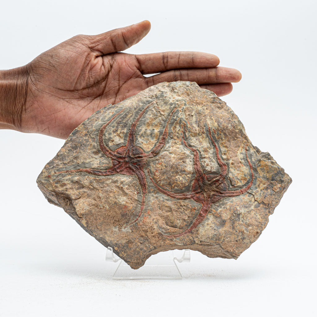 Genuine Ophiuroidea Brittle Star Fossil (3 lbs)