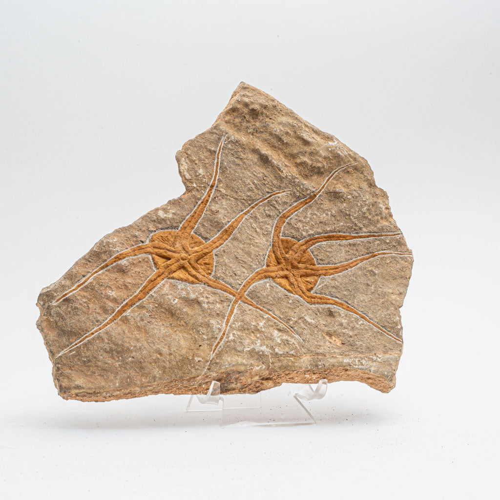 Genuine Ophiuroidea Brittle Star Fossil (2.5 lbs)