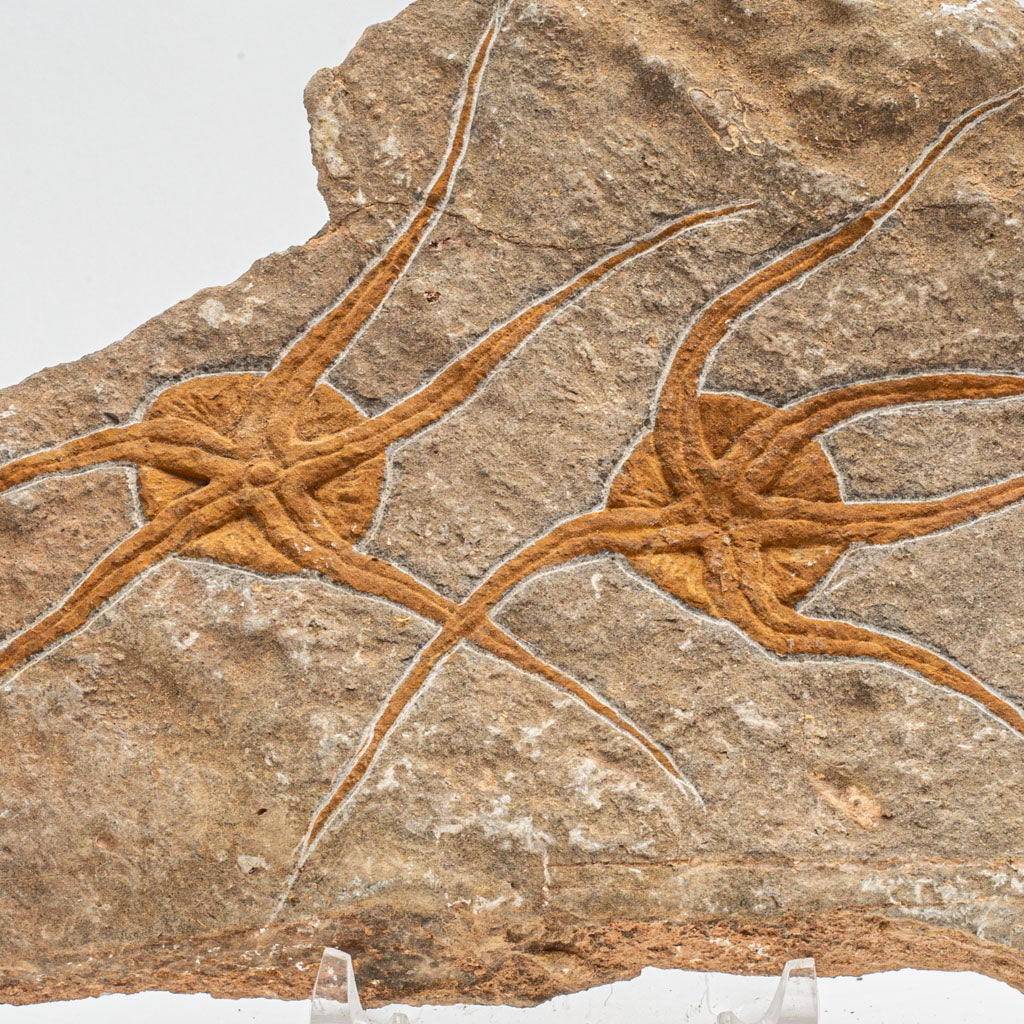 Genuine Ophiuroidea Brittle Star Fossil (2.5 lbs)