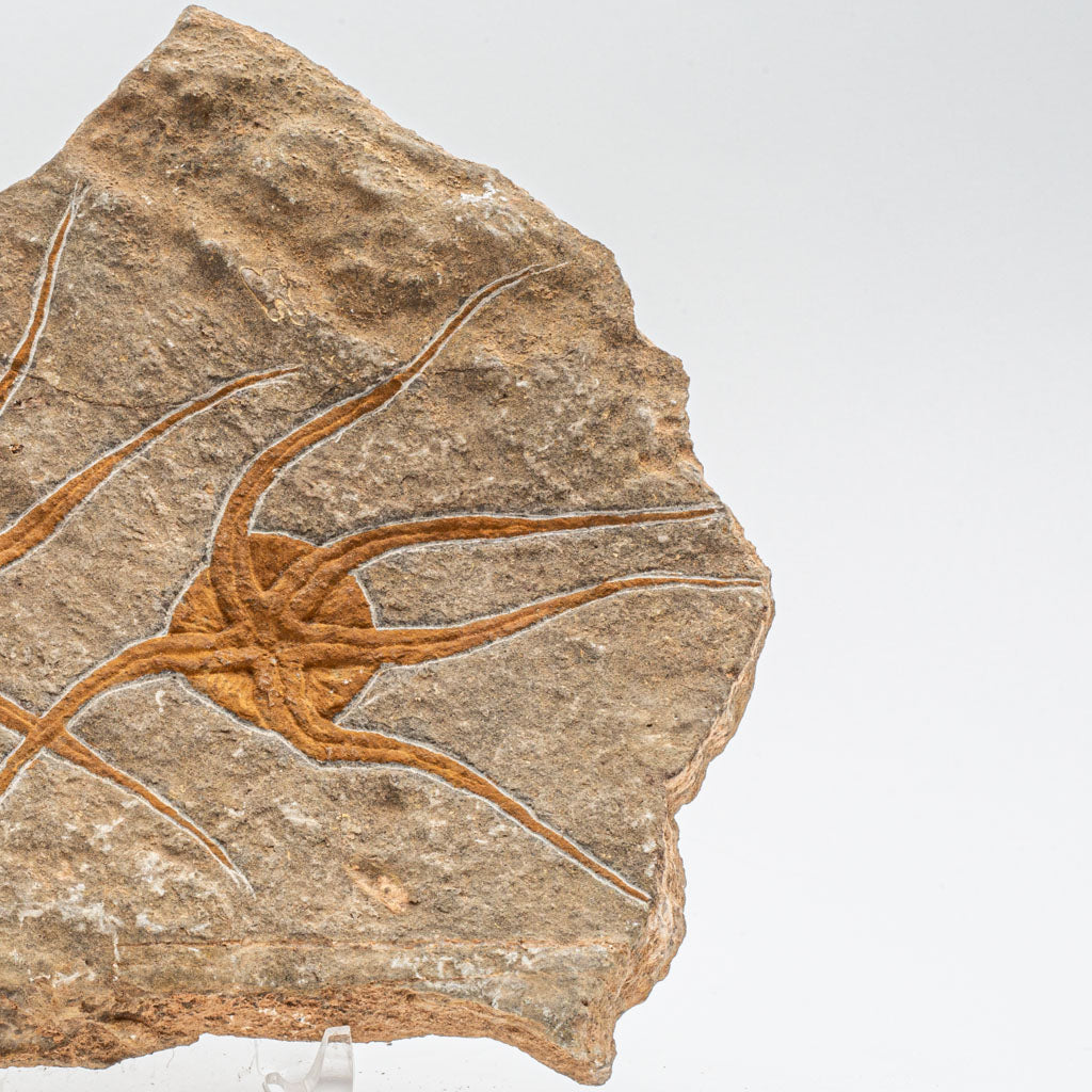 Genuine Ophiuroidea Brittle Star Fossil (2.5 lbs)