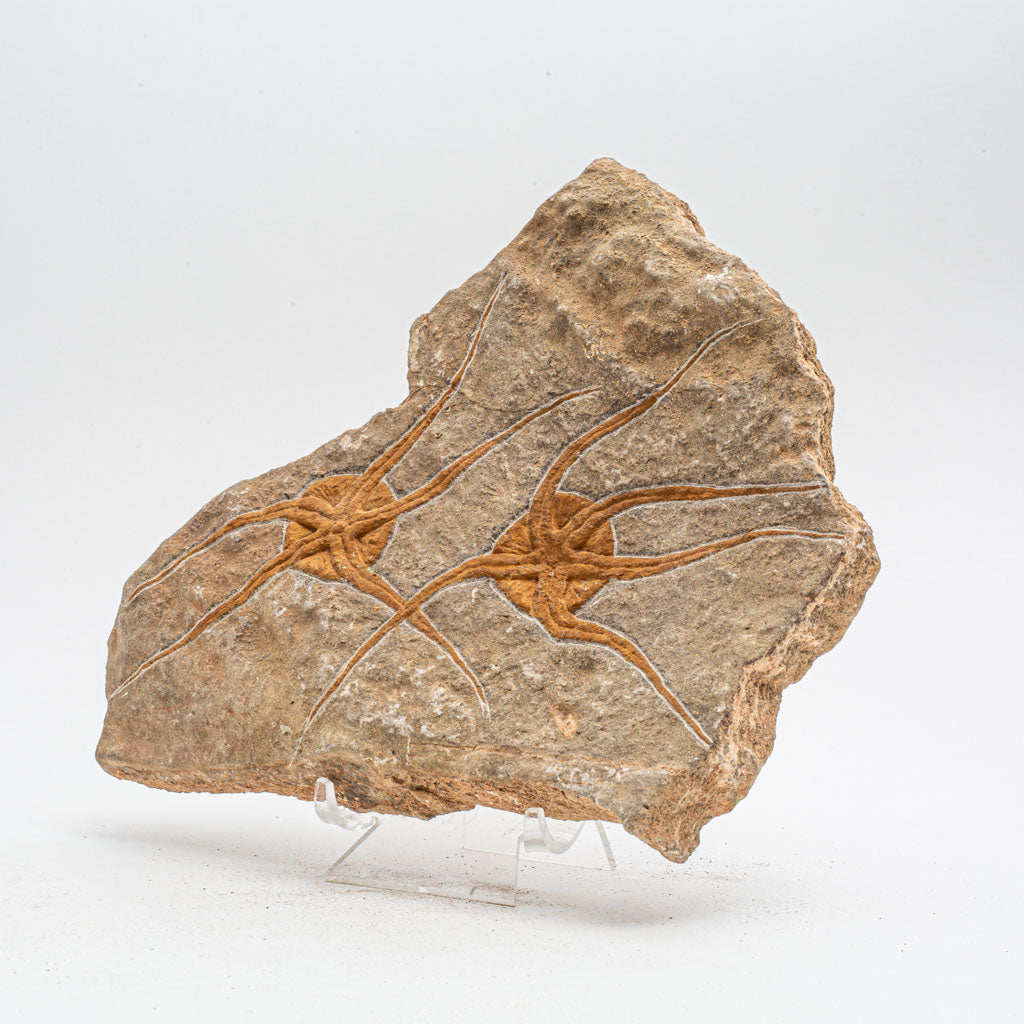Genuine Ophiuroidea Brittle Star Fossil (2.5 lbs)