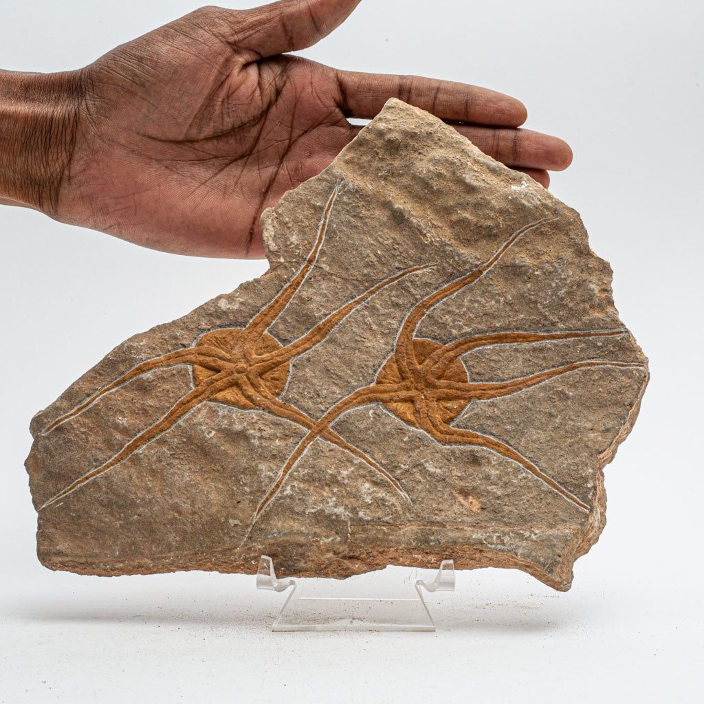 Genuine Ophiuroidea Brittle Star Fossil (2.5 lbs)