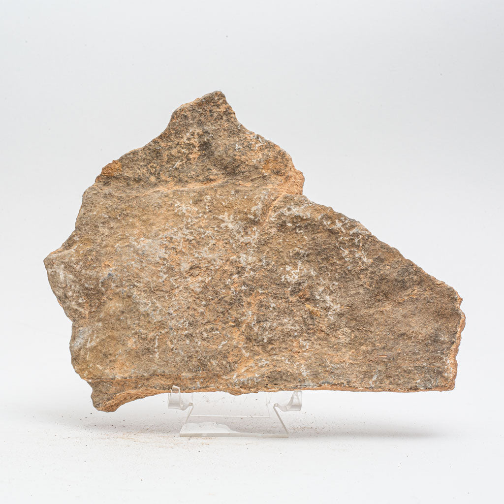 Genuine Ophiuroidea Brittle Star Fossil (2.5 lbs)