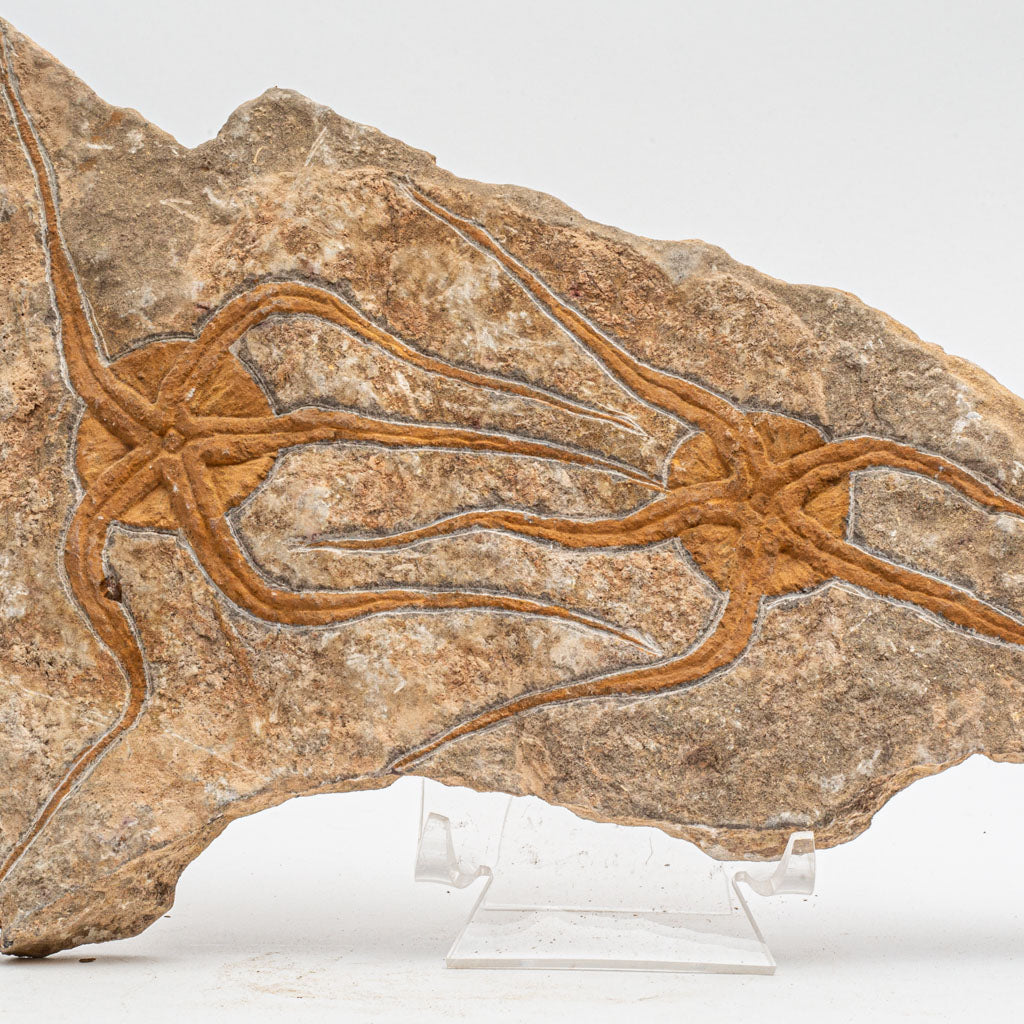 Genuine Ophiuroidea Brittle Star Fossil (3 lbs)