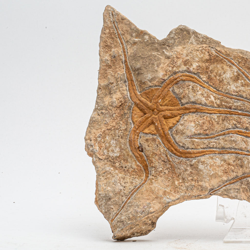 Genuine Ophiuroidea Brittle Star Fossil (3 lbs)