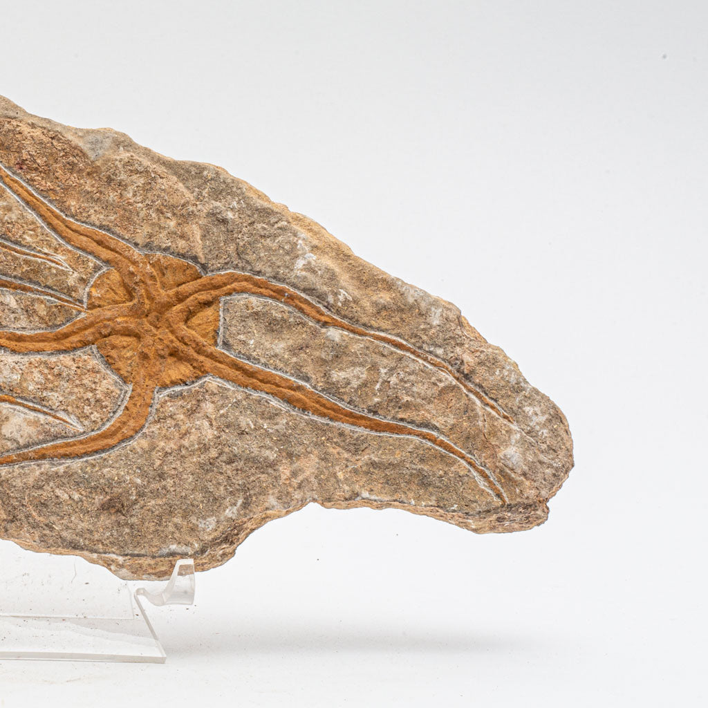 Genuine Ophiuroidea Brittle Star Fossil (3 lbs)
