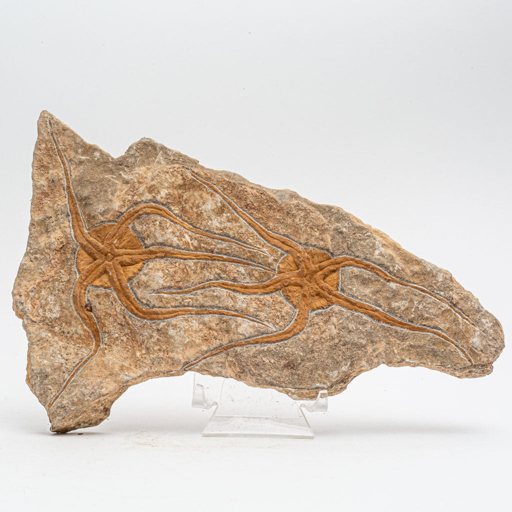 Genuine Ophiuroidea Brittle Star Fossil (3 lbs)