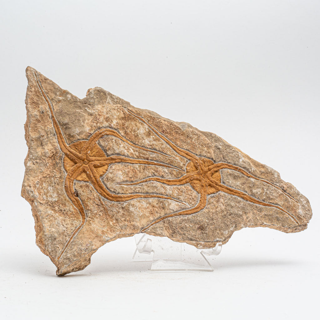 Genuine Ophiuroidea Brittle Star Fossil (3 lbs)