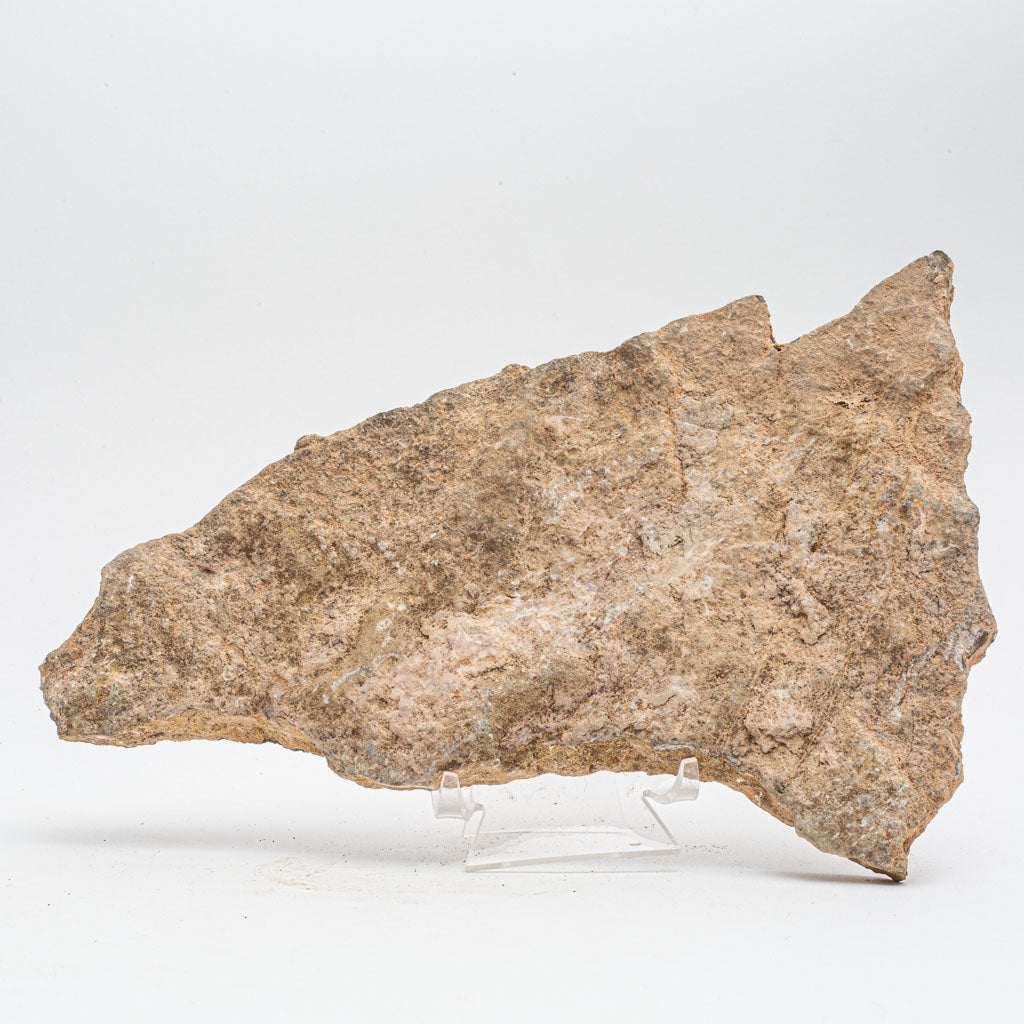 Genuine Ophiuroidea Brittle Star Fossil (3 lbs)