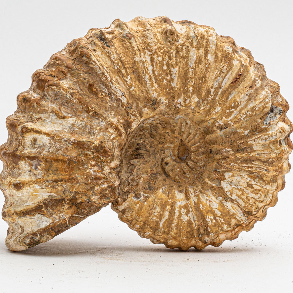 Large Genuine Ammonite Fossil from Madagascar (5 lbs)