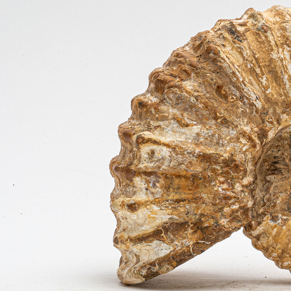 Large Genuine Ammonite Fossil from Madagascar (5 lbs)