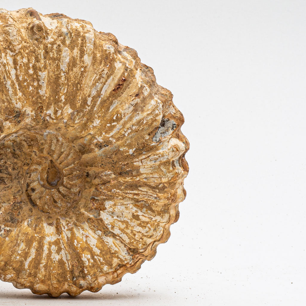 Large Genuine Ammonite Fossil from Madagascar (5 lbs)