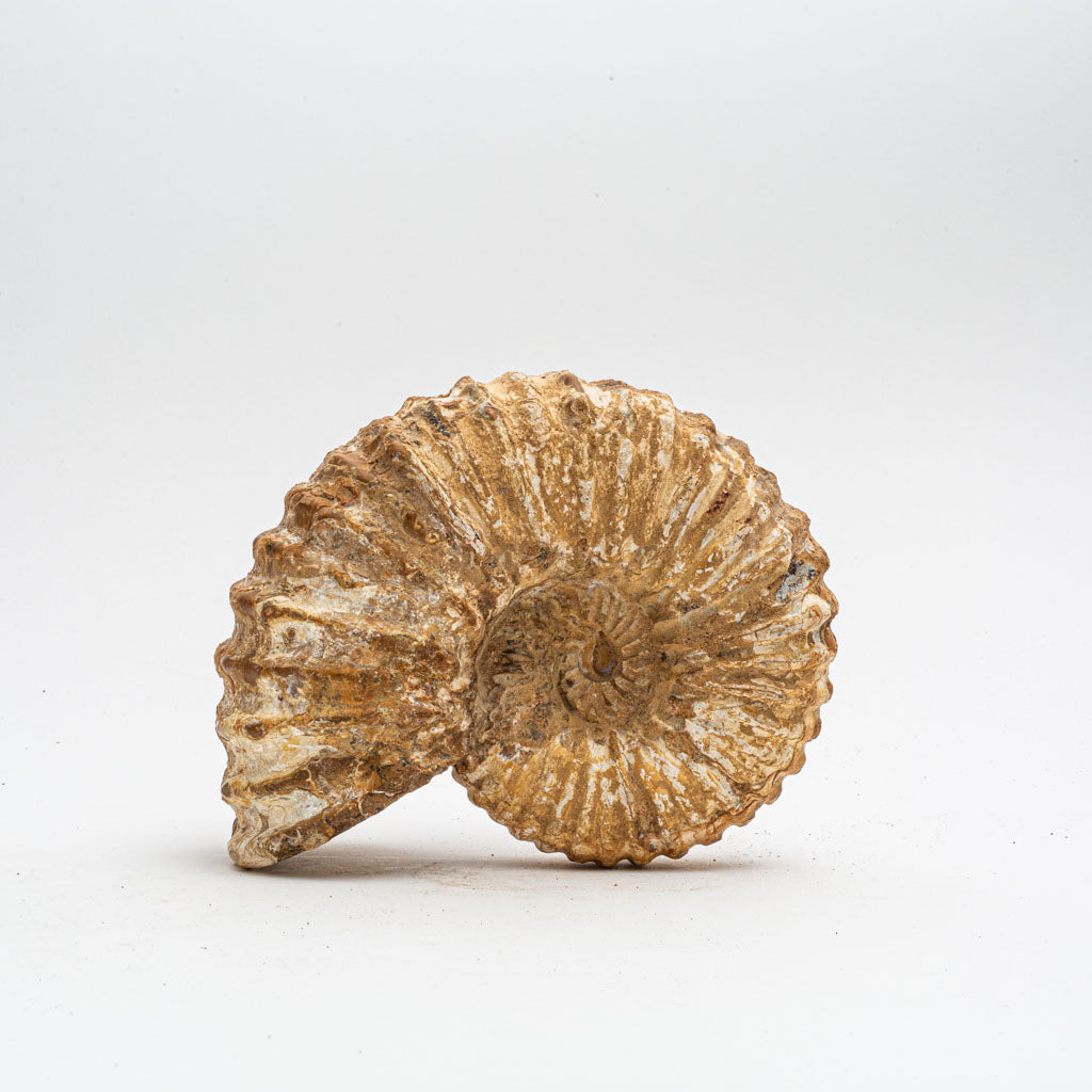 Large Genuine Ammonite Fossil from Madagascar (5 lbs)
