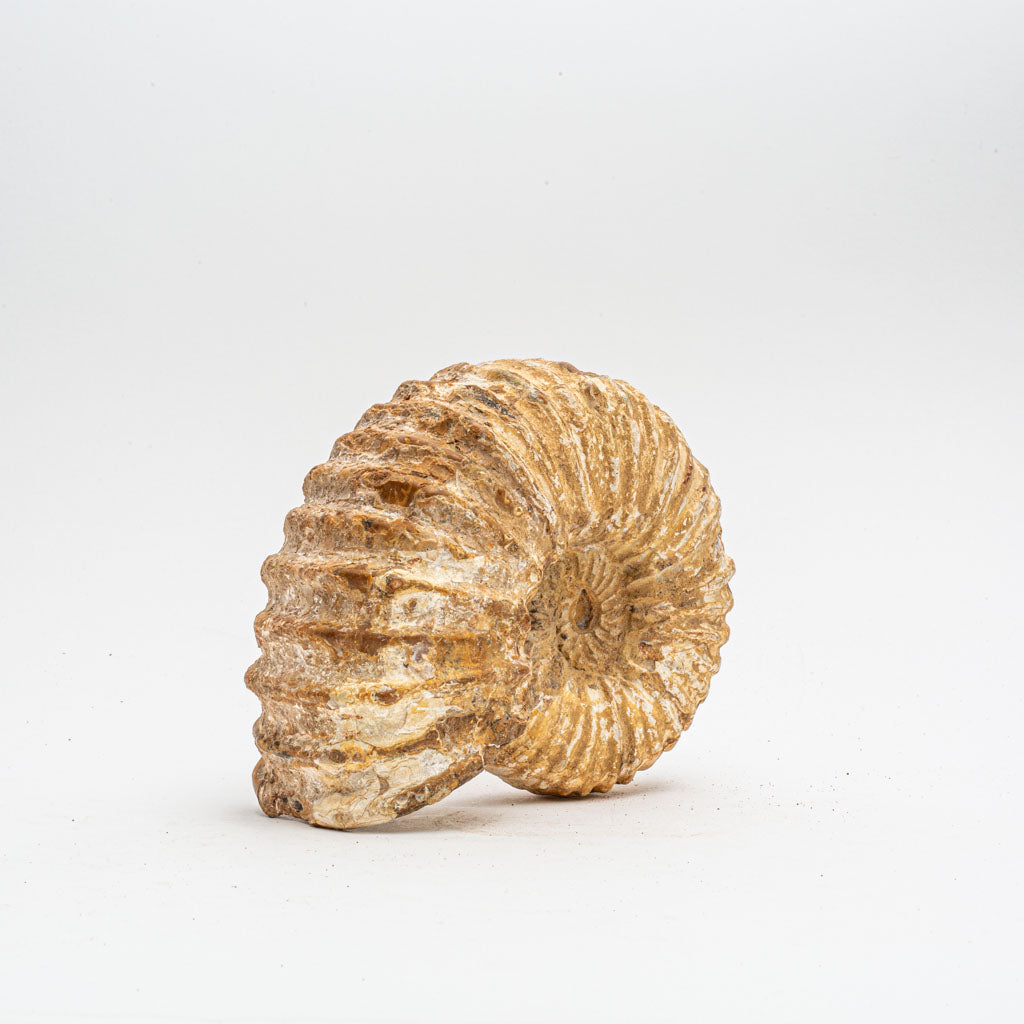 Large Genuine Ammonite Fossil from Madagascar (5 lbs)