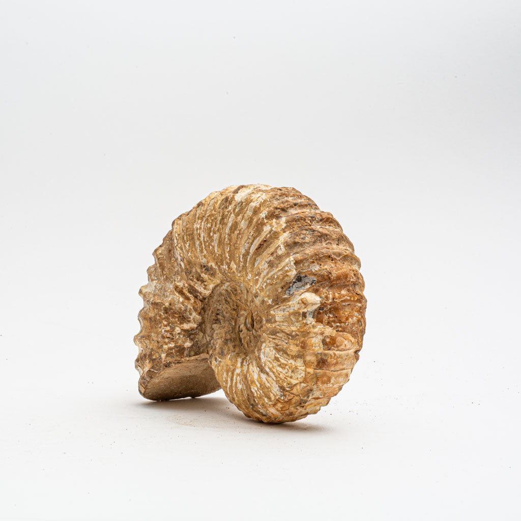 Large Genuine Ammonite Fossil from Madagascar (5 lbs)