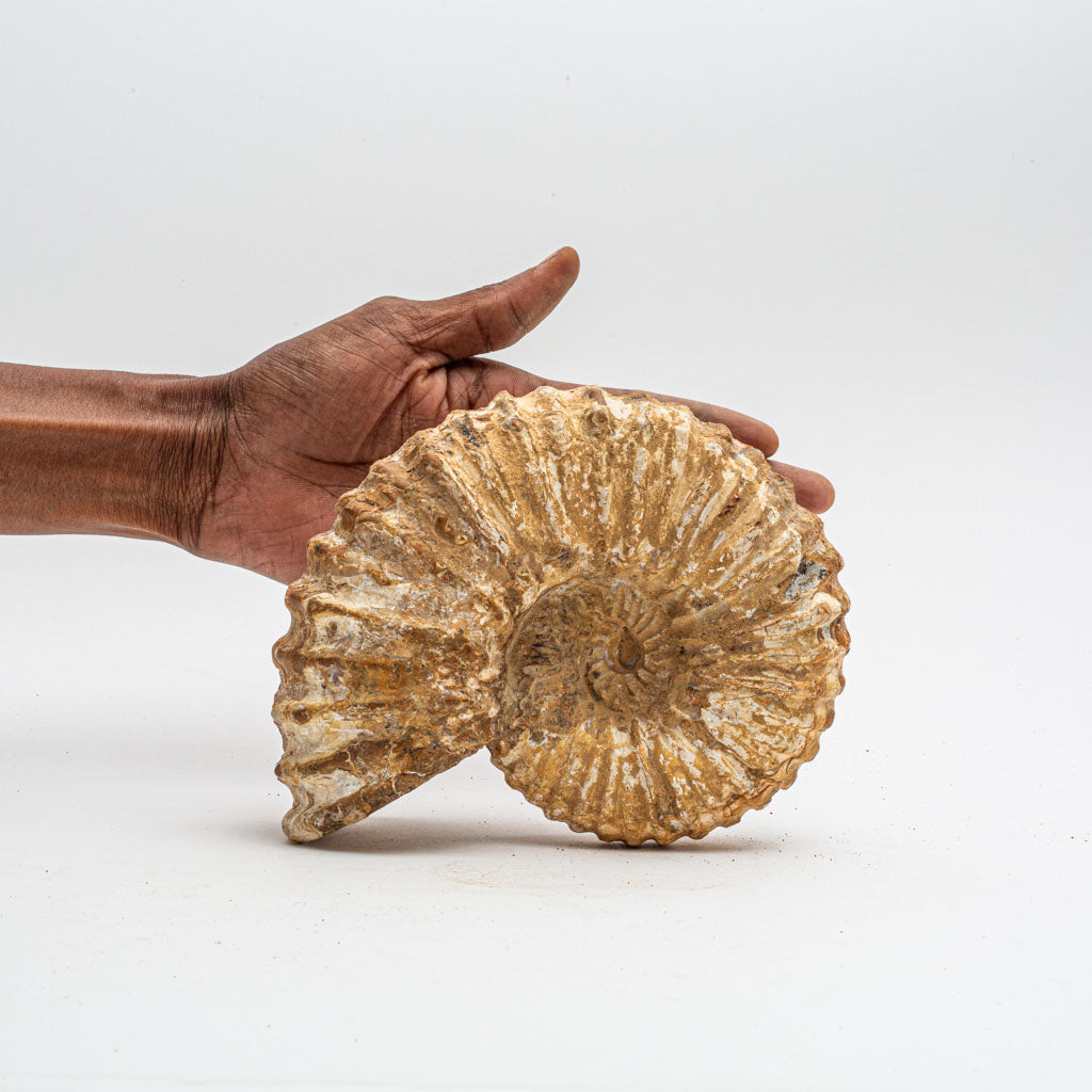 Large Genuine Ammonite Fossil from Madagascar (5 lbs)
