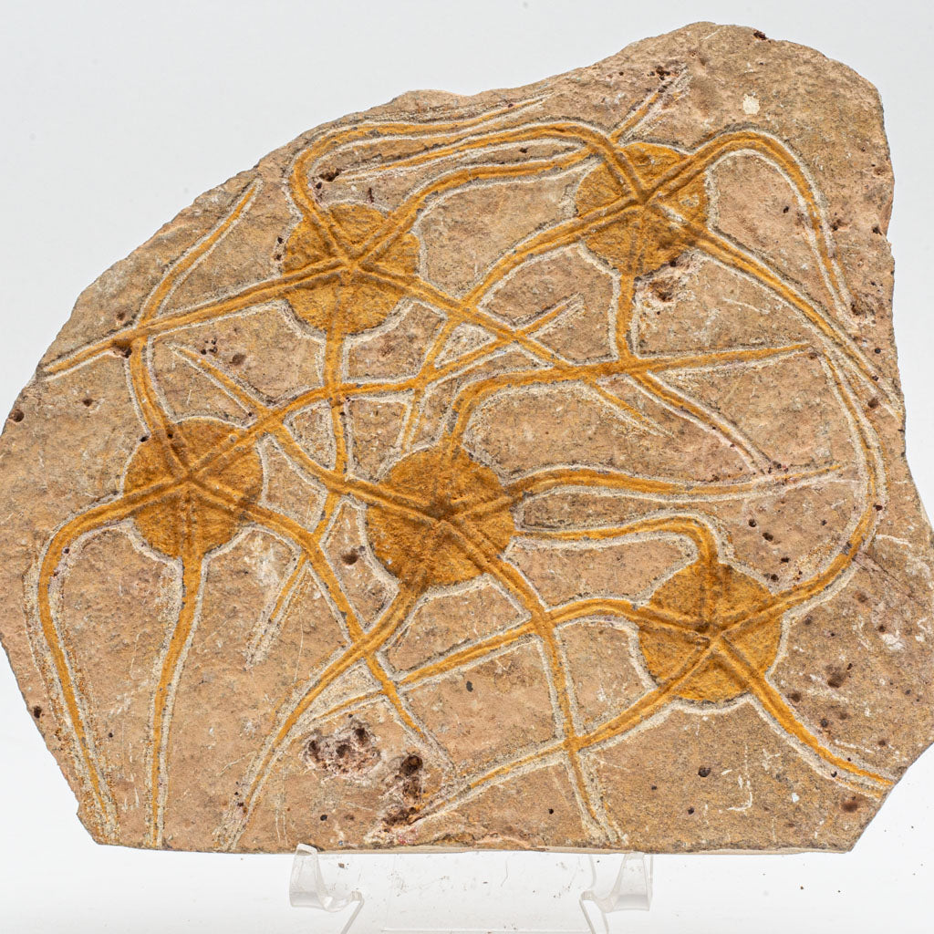 Genuine Ophiuroidea Brittle Star Fossil (2.5 lbs)