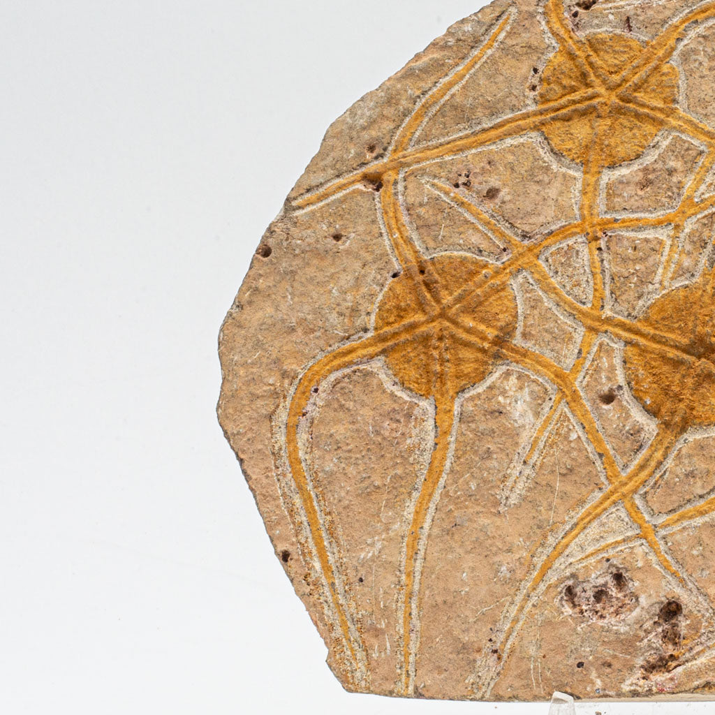 Genuine Ophiuroidea Brittle Star Fossil (2.5 lbs)