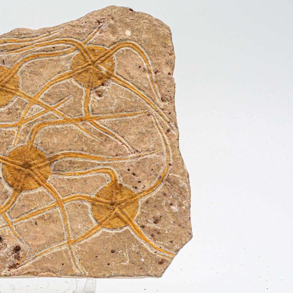 Genuine Ophiuroidea Brittle Star Fossil (2.5 lbs)