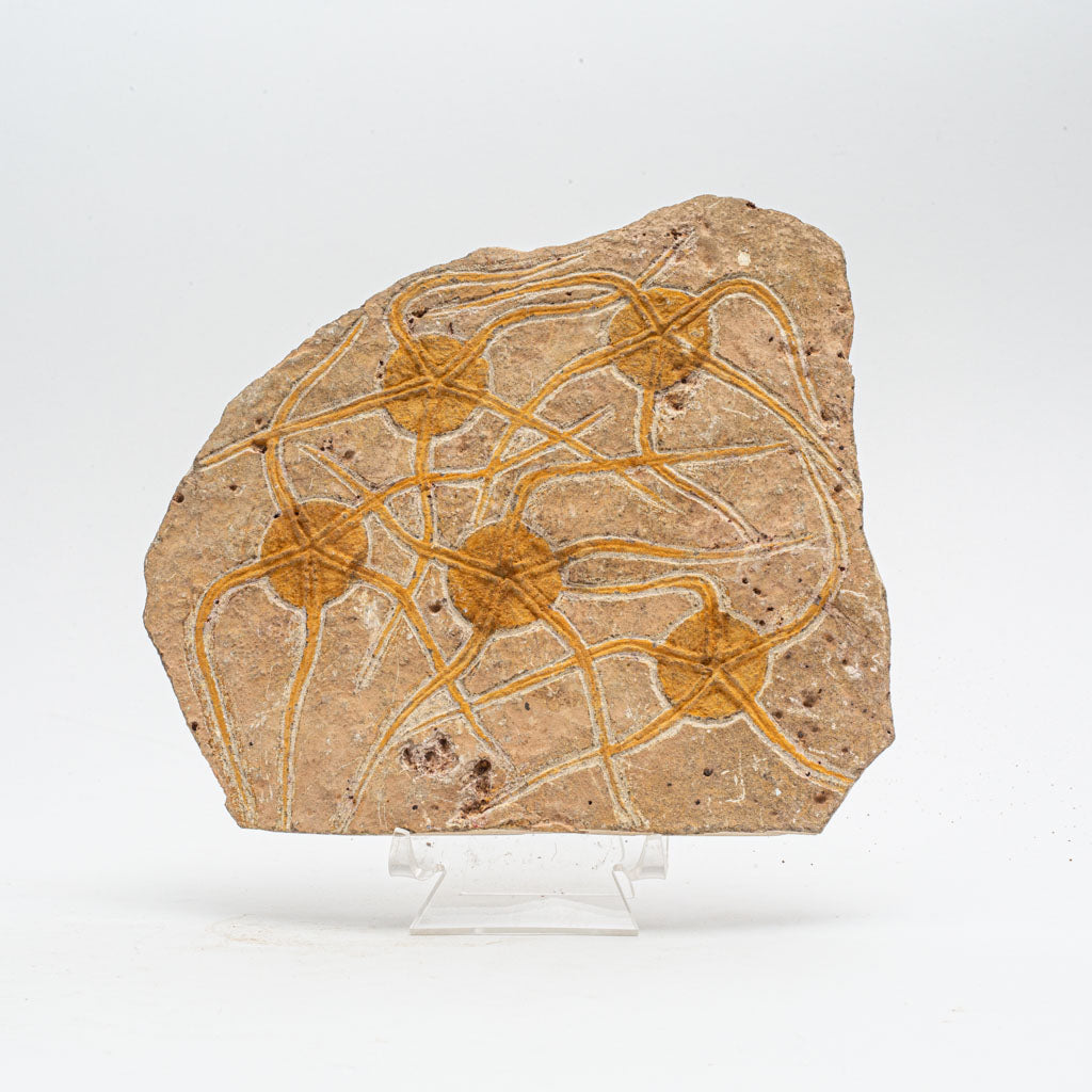 Genuine Ophiuroidea Brittle Star Fossil (2.5 lbs)