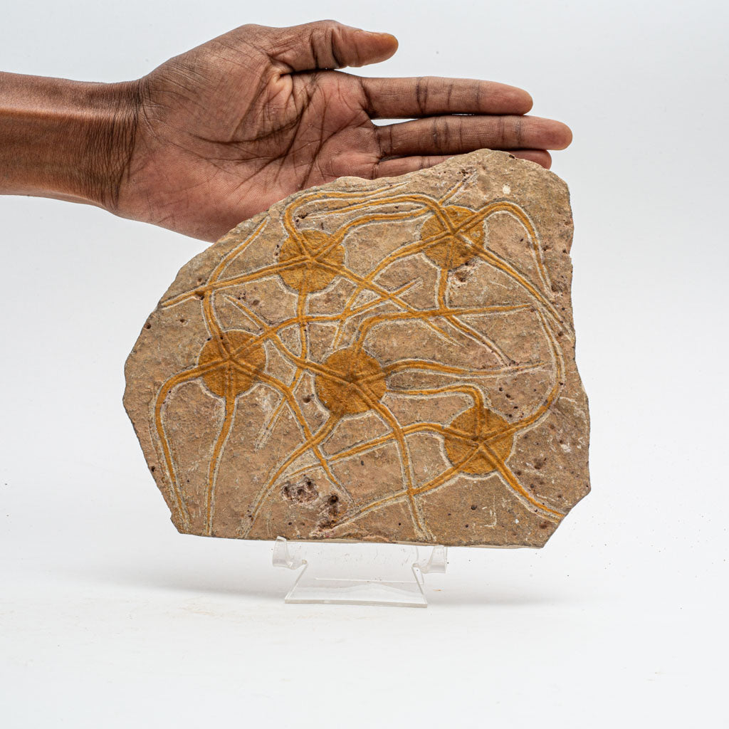 Genuine Ophiuroidea Brittle Star Fossil (2.5 lbs)