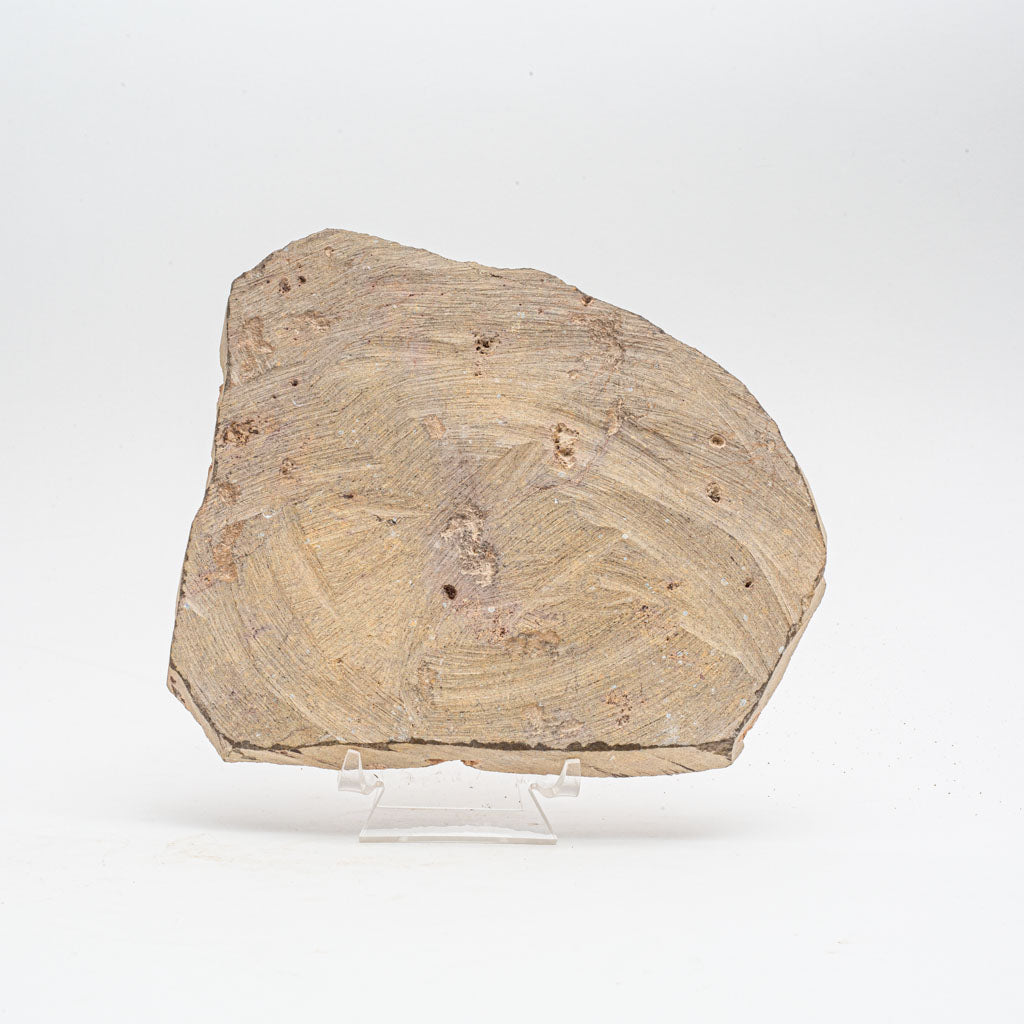 Genuine Ophiuroidea Brittle Star Fossil (2.5 lbs)