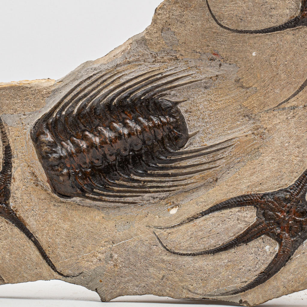 Genuine Selenopeltis Trilobite & Brittle Stars Fossil Plate (5 lbs)