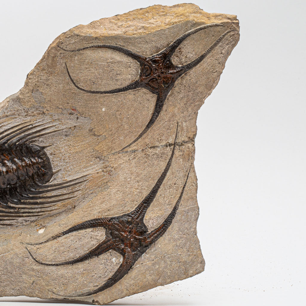 Genuine Selenopeltis Trilobite & Brittle Stars Fossil Plate (5 lbs)