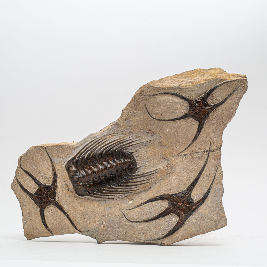 Genuine Selenopeltis Trilobite & Brittle Stars Fossil Plate (5 lbs)