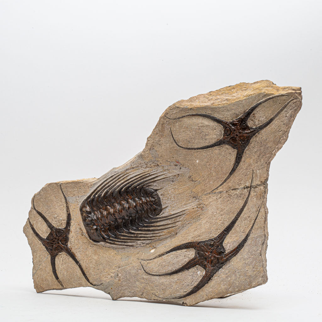 Genuine Selenopeltis Trilobite & Brittle Stars Fossil Plate (5 lbs)