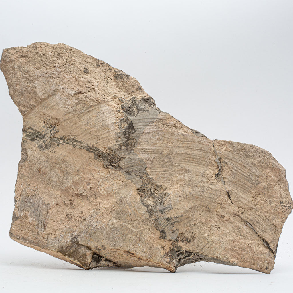 Genuine Selenopeltis Trilobite & Brittle Stars Fossil Plate (5 lbs)