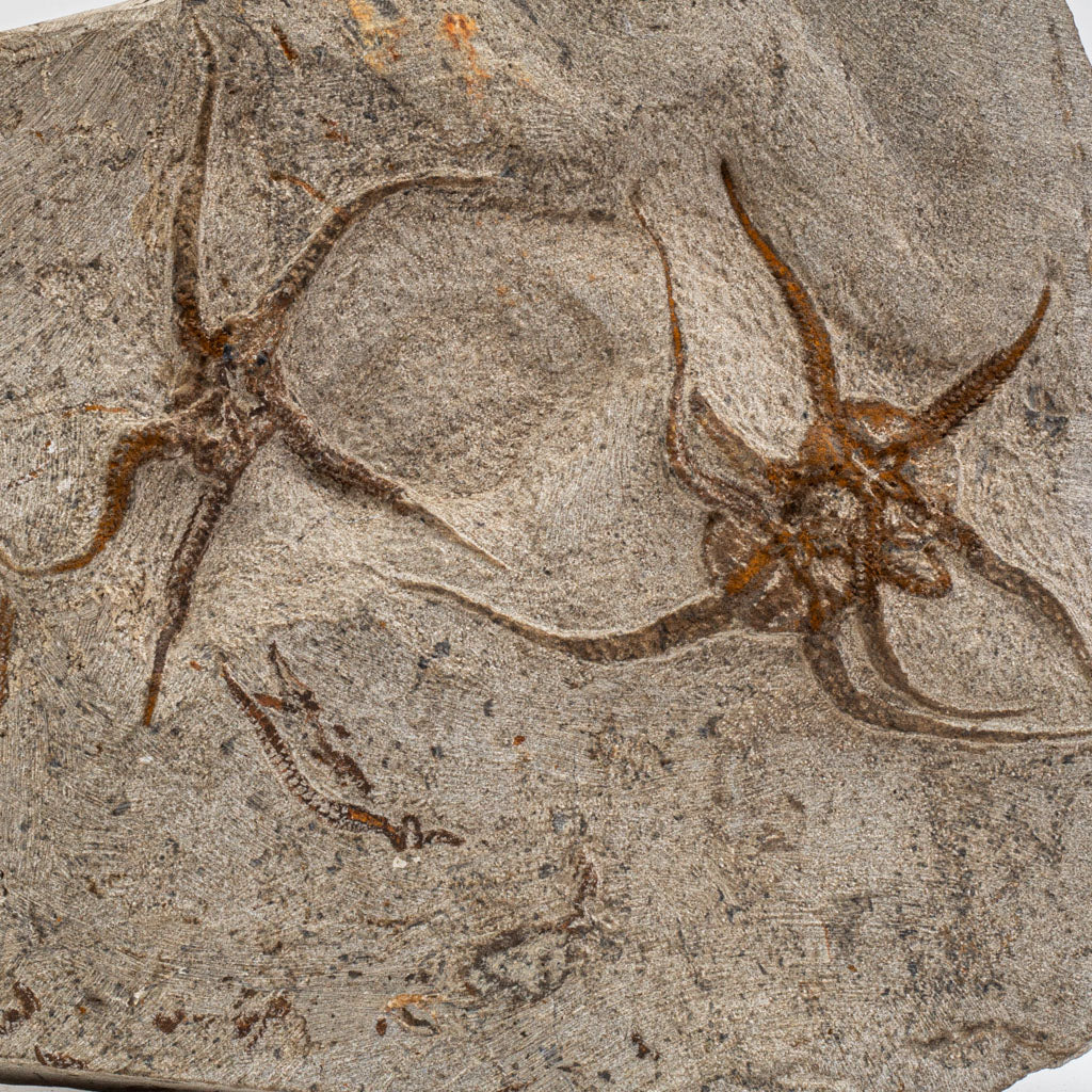 Genuine Ophiuroidea Brittle Star Fossil Plate (9.5 lbs)