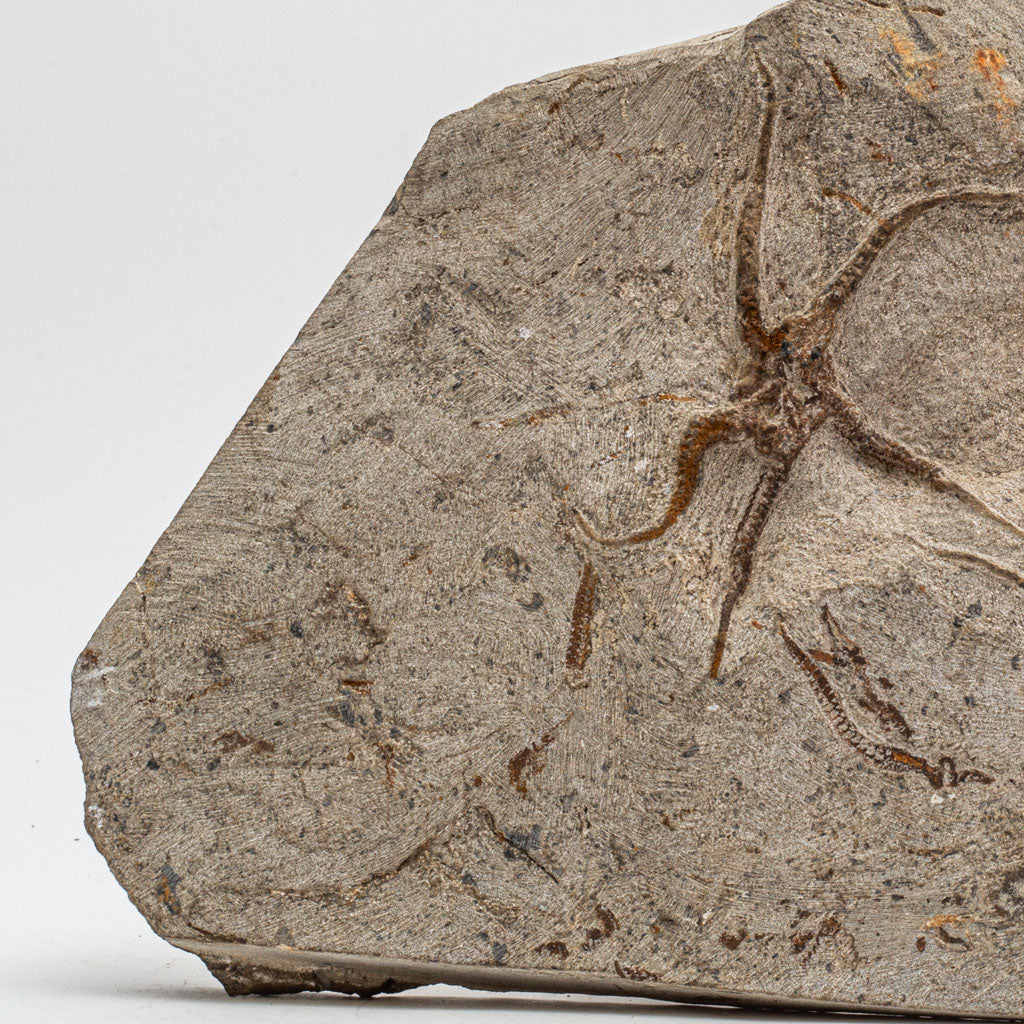 Genuine Ophiuroidea Brittle Star Fossil Plate (9.5 lbs)