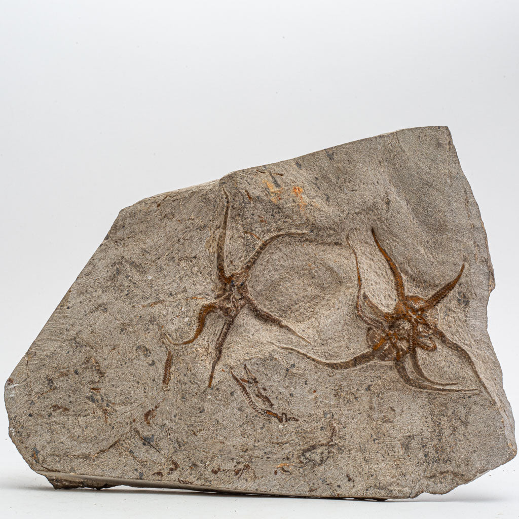 Genuine Ophiuroidea Brittle Star Fossil Plate (9.5 lbs)