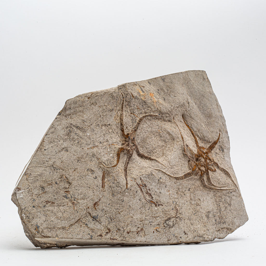 Genuine Ophiuroidea Brittle Star Fossil Plate (9.5 lbs)
