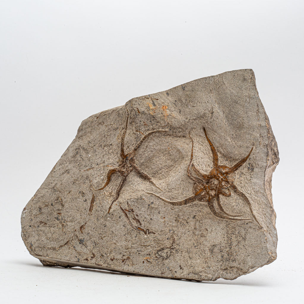Genuine Ophiuroidea Brittle Star Fossil Plate (9.5 lbs)