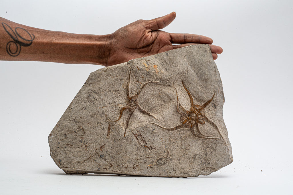 Genuine Ophiuroidea Brittle Star Fossil Plate (9.5 lbs)
