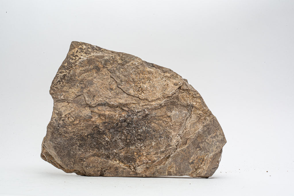Genuine Ophiuroidea Brittle Star Fossil Plate (9.5 lbs)