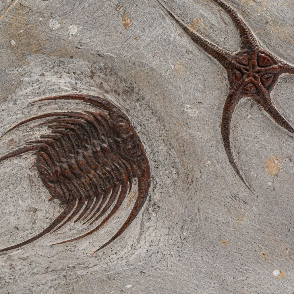 Genuine Selenopeltis Trilobite & Brittle Stars Fossil Plate (9 lbs)