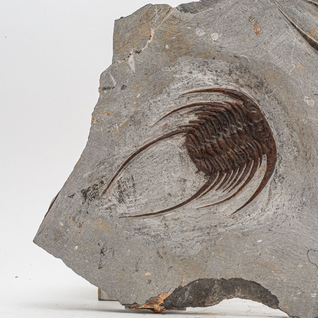 Genuine Selenopeltis Trilobite & Brittle Stars Fossil Plate (9 lbs)