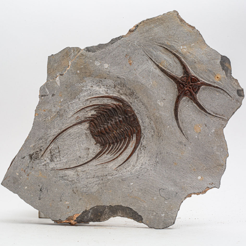 Genuine Selenopeltis Trilobite & Brittle Stars Fossil Plate (9 lbs)