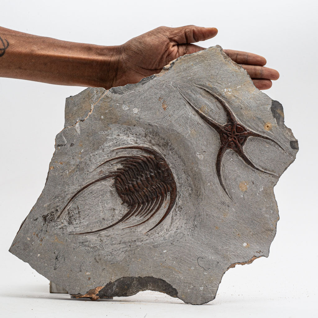 Genuine Selenopeltis Trilobite & Brittle Stars Fossil Plate (9 lbs)