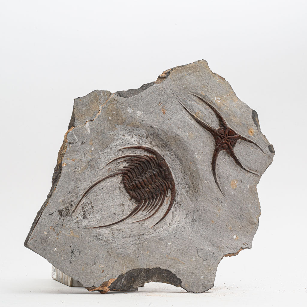 Genuine Selenopeltis Trilobite & Brittle Stars Fossil Plate (9 lbs)