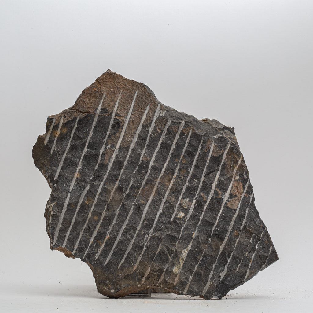 Genuine Selenopeltis Trilobite & Brittle Stars Fossil Plate (9 lbs)