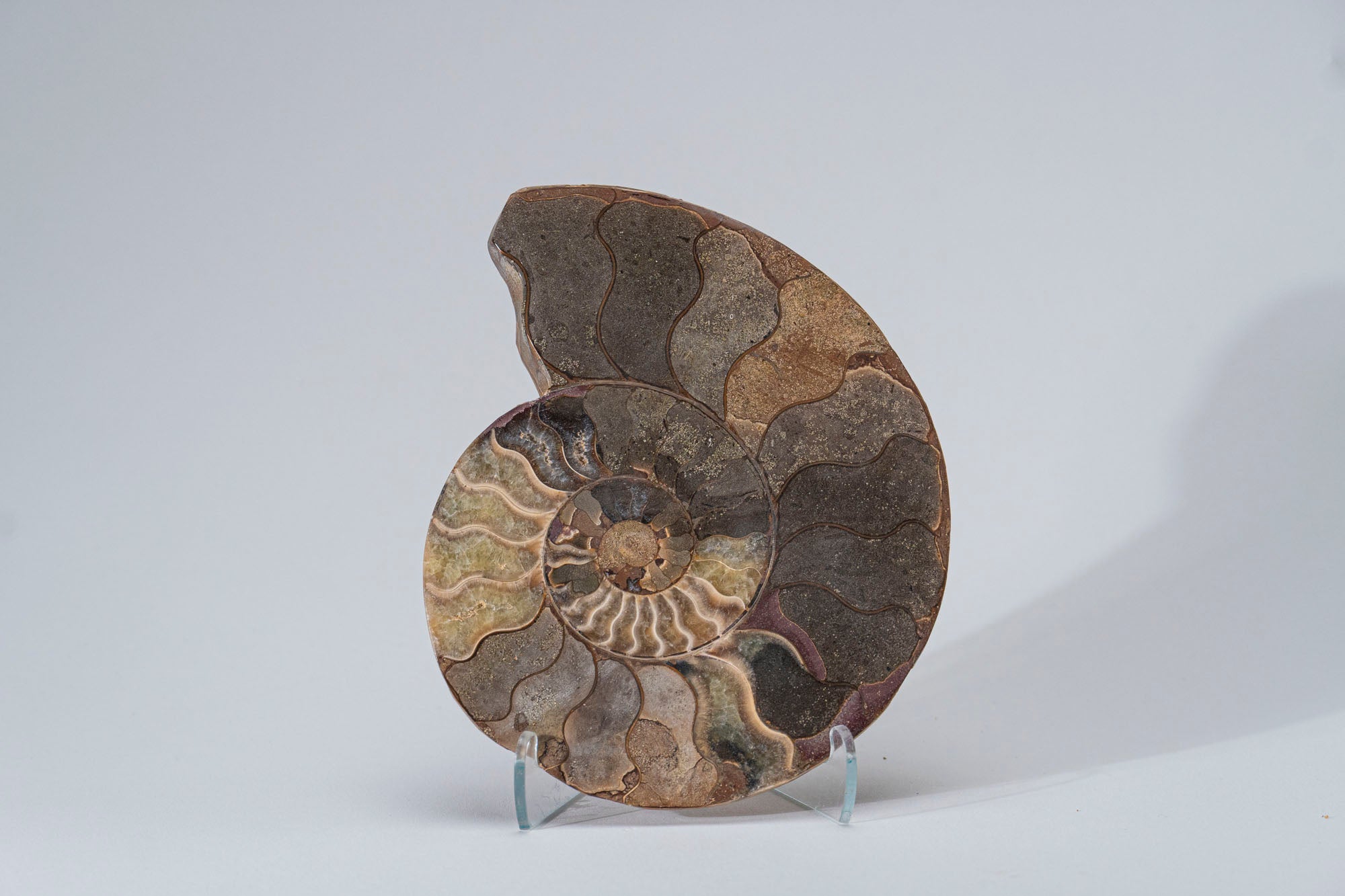 Calcified Ammonite Halve From Madagascar (.7 lbs)