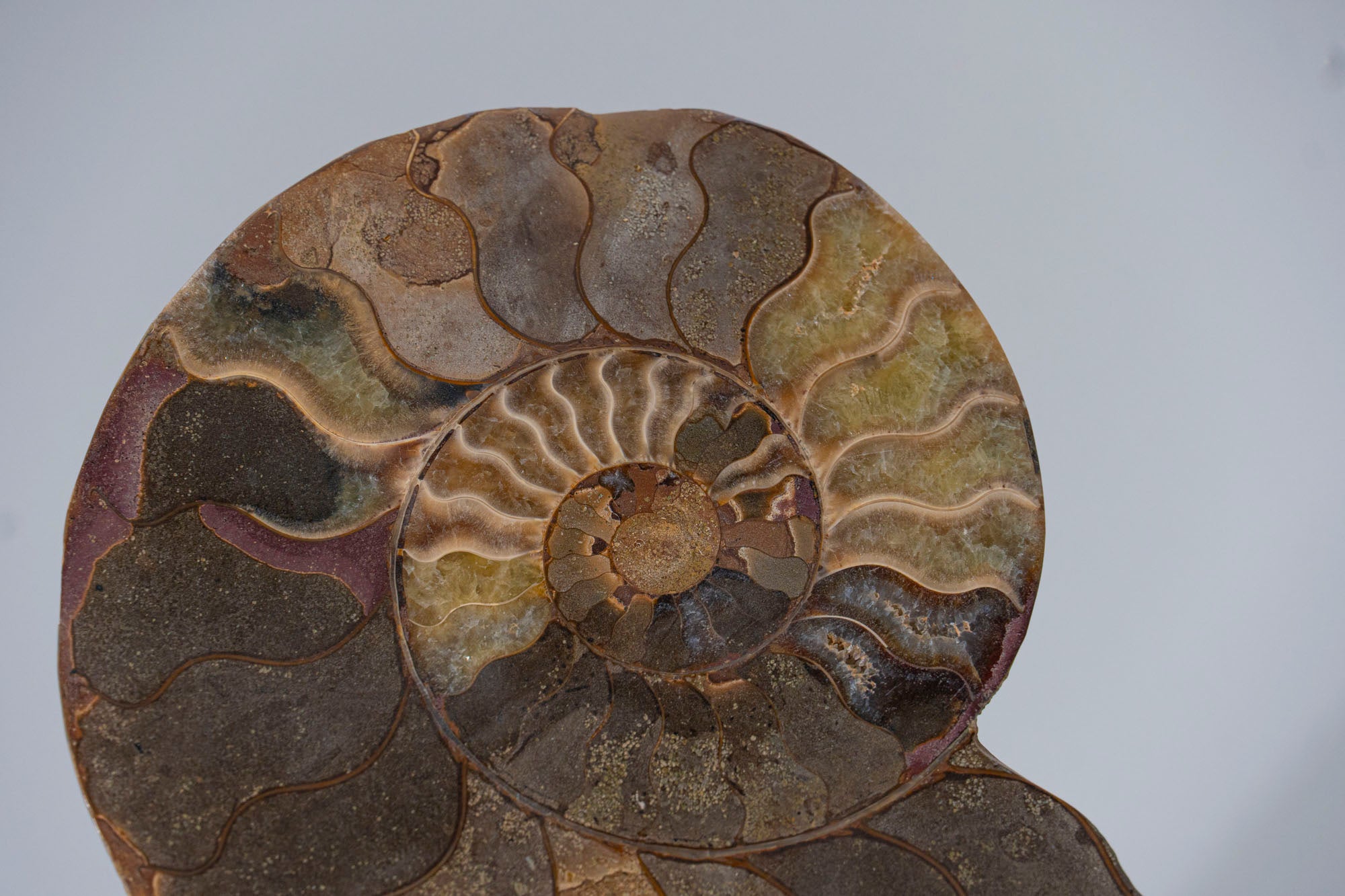 Calcified Ammonite Halve From Madagascar (.7 lbs)