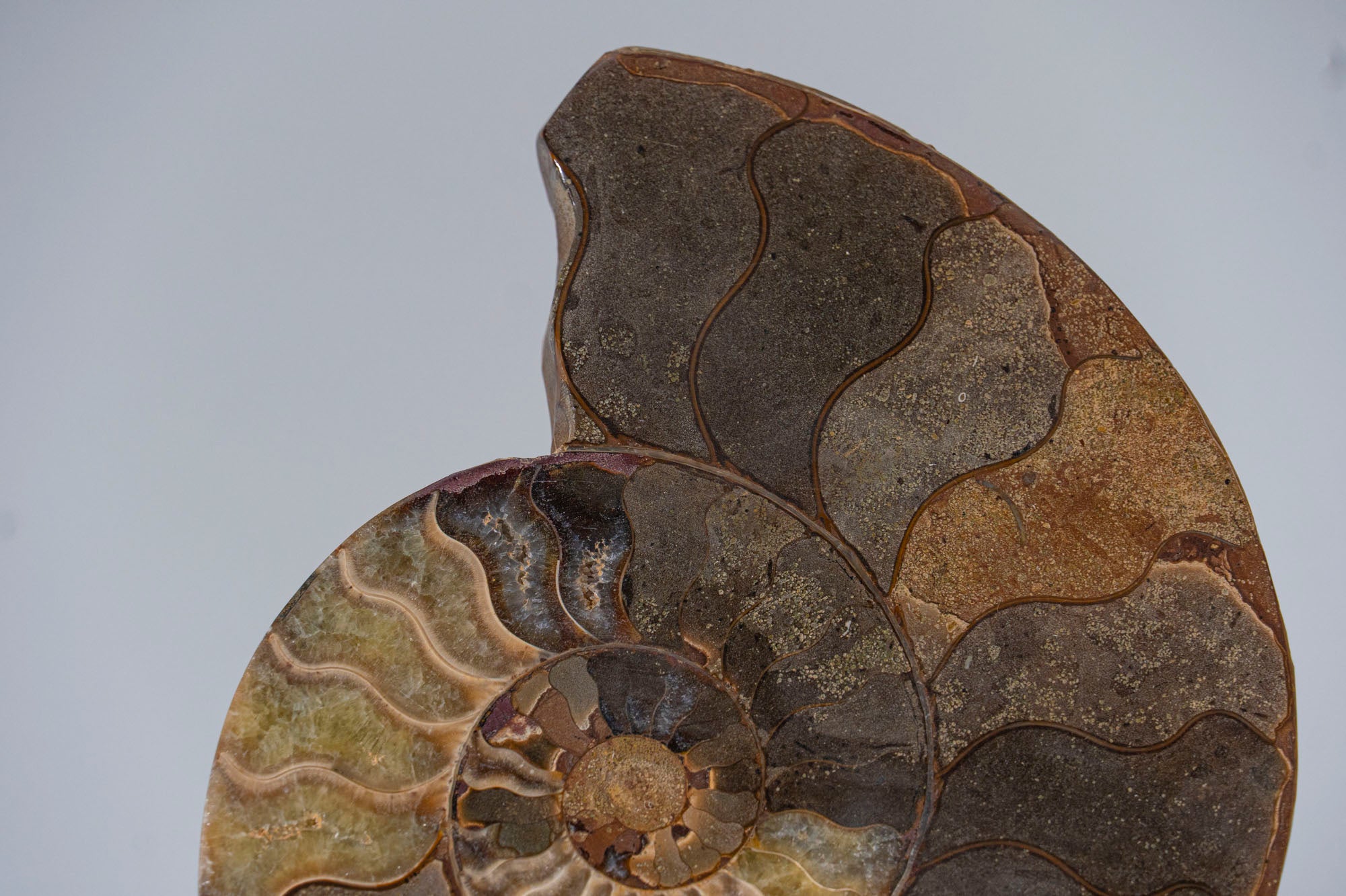 Calcified Ammonite Halve From Madagascar (.7 lbs)