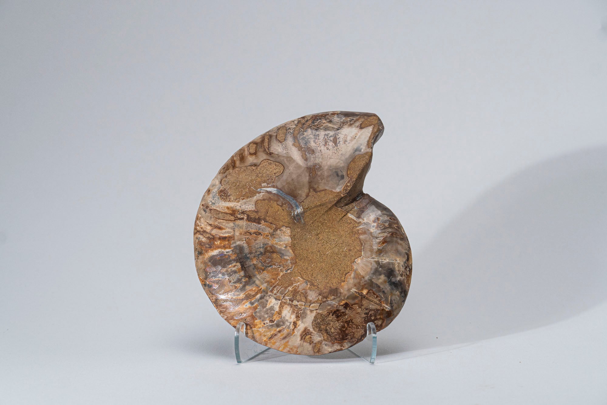 Calcified Ammonite Halve From Madagascar (.7 lbs)