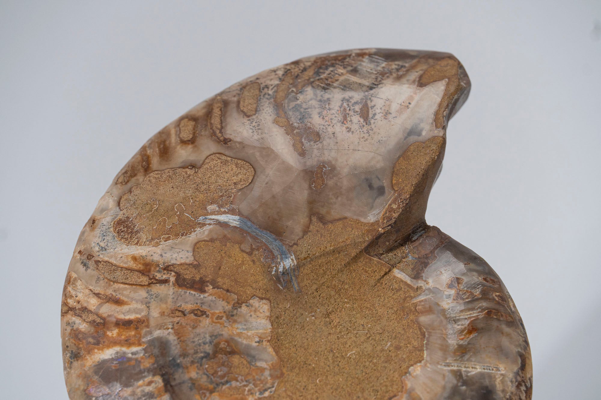 Calcified Ammonite Halve From Madagascar (.7 lbs)